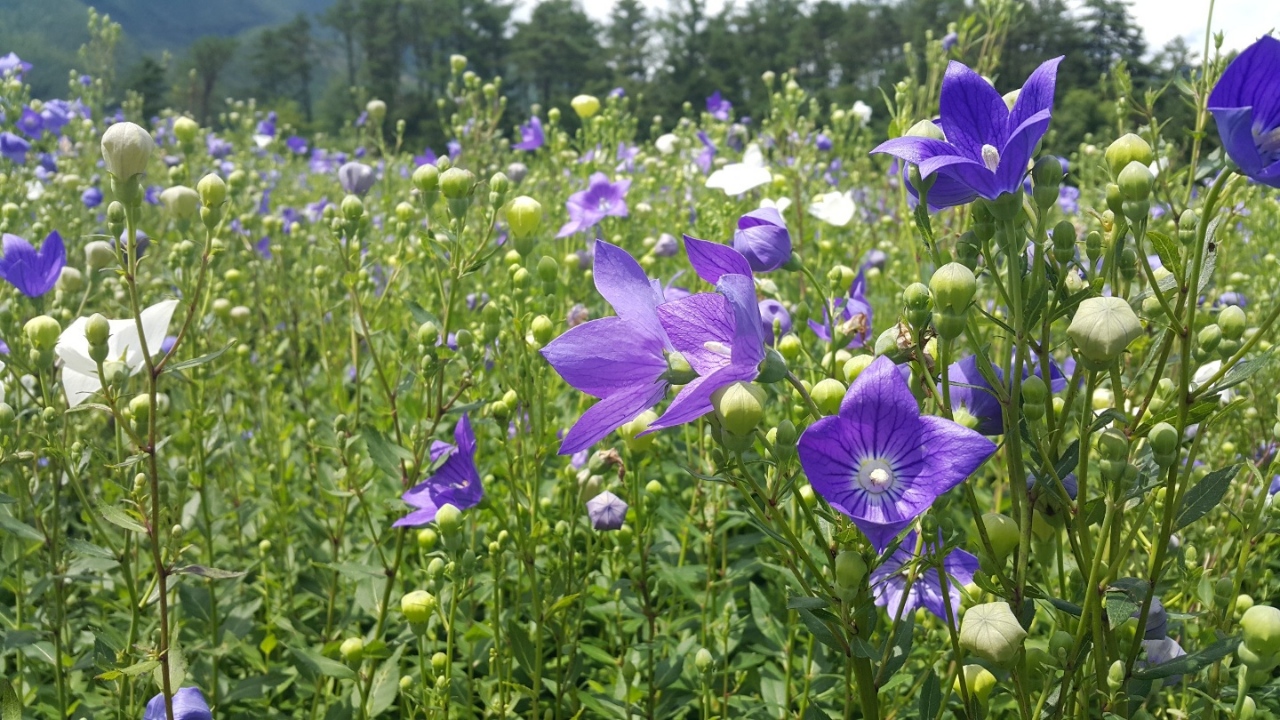 장수도라지배즙 110ml (30포,60포)-들샘