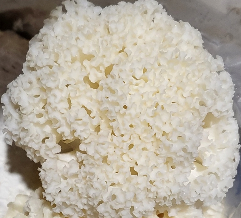 [유기농인증]건조 꽃송이버섯  제품사진